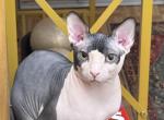 Diamond - Sphynx Cat For Sale - Manhattan&comma; NY&comma; US