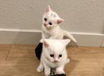 You decide - British Shorthair Kitten For Adoption - Roseville&comma; CA&comma; US