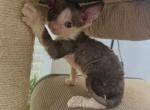 Panda - Devon Rex Kitten For Sale - 
