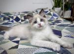 Mighty Mouse - Ragdoll Kitten For Sale - 