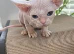 Alien - Devon Rex Kitten For Sale - 