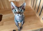 Tiger - Devon Rex Kitten For Sale - 