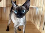 Blue - Devon Rex Kitten For Sale - Arcadia&comma; CA&comma; US