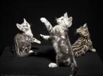 Rangoon Gyoza Eggroll and Wonton - Bengal Kitten For Sale - Severna Park&comma; MD&comma; US
