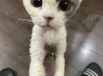 Pirate - Devon Rex Kitten For Sale - Arcadia&comma; CA&comma; US