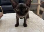 Oliver - Devon Rex Kitten For Sale - Temple City&comma; CA&comma; US