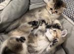 Golden ChinChilla - British Shorthair Kitten For Sale - Philadelphia&comma; PA&comma; US