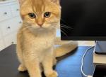 Leo - British Shorthair Kitten For Sale - Hanover&comma; MD&comma; US