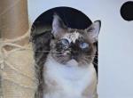 Go Go Gidget - Snowshoe Kitten For Sale