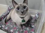 Stormy - Siamese Cat For Sale - 