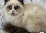 Pure Ragdoll Male snow boots - Ragdoll Kitten For Sale - 