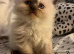 Blue Ridge Love Notes - Himalayan Kitten For Sale - Salem&comma; VA&comma; US