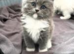 RAGDOLL KITTENS - Ragdoll Cat For Sale - NY&comma; US
