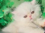 Persian dollface light golden shaded looks white - Persian Kitten For Sale - CA&comma; US