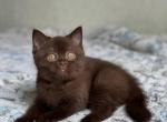 Leon 1 - British Shorthair Kitten For Sale - Chicago&comma; IL&comma; US