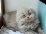 Lola2 - Scottish Fold Kitten For Sale - Chicago&comma; IL&comma; US