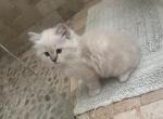 Mink Lynx Point Ragdoll Kittens - Ragdoll Kitten For Sale - 