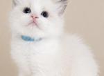 Winston - Ragdoll Kitten For Sale - NC&comma; US