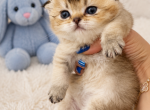 Litter C - Scottish Fold Kitten For Sale - 