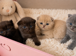 Litter C - Scottish Fold Kitten For Sale - Wellesley&comma; MA&comma; US