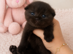Litter C - Scottish Fold Kitten For Sale - Wellesley&comma; MA&comma; US