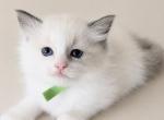 Stella - Ragdoll Kitten For Sale - NC&comma; US