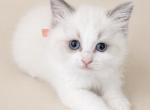 Peach - Ragdoll Kitten For Sale - NC&comma; US