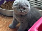 Monica - Scottish Fold Kitten For Sale - Brooklyn&comma; NY&comma; US