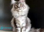 Manchester - Maine Coon Kitten For Sale - Miami&comma; FL&comma; US