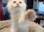 Cinnamon Point  Female - Ragdoll Kitten For Sale - Milwaukee&comma; WI&comma; US