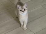 Cherry Bear girl - British Shorthair Kitten For Sale - Matthews&comma; NC&comma; US