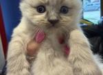 Chloes Litter Milwaukee - Ragdoll Kitten For Sale - Milwaukee&comma; WI&comma; US