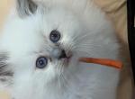 Reigns litter Milwaukee - Ragdoll Kitten For Sale - Milwaukee&comma; WI&comma; US