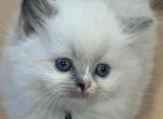 Reigns litter Milwaukee - Ragdoll Kitten For Sale - 