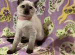 Pink girl - Siamese Kitten For Adoption - 