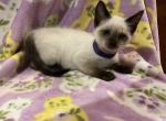Purple girl - Siamese Kitten For Sale - 