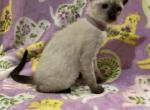 Lilac girl - Siamese Kitten For Sale - 