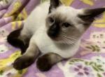 Grumpy girl - Siamese Kitten For Sale - 