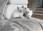 siamese blue point kittens boy and girl - Siamese Kitten For Sale - Barrington&comma; IL&comma; US
