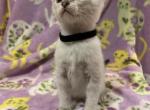 Black boy Rosie kitten - Siamese Kitten For Sale - Noble&comma; IL&comma; US