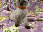 Orange girl - Siamese Kitten For Sale - Noble&comma; IL&comma; US