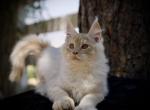 Mango - Maine Coon Kitten For Sale - McArthur&comma; CA&comma; US