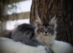 Mr Cherry - Maine Coon Kitten For Sale - McArthur&comma; CA&comma; US