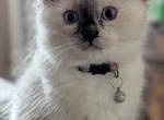 Julia - Ragdoll Kitten For Sale - Fountain&comma; CO&comma; US