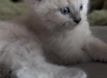 Evie Blue - Ragdoll Kitten For Sale - 