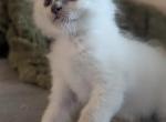 Emma Blue point - Ragdoll Kitten For Sale - 