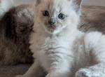 Evan Blue - Ragdoll Kitten For Sale - Fountain&comma; CO&comma; US
