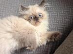 Louie - Himalayan Kitten For Sale - Dover&comma; NH&comma; US