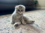 Lily - Scottish Fold Kitten For Sale - 