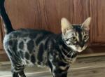Lava's Brown Silver and Charcoal September babies - Bengal Kitten For Sale - Stroudsburg&comma; PA&comma; US